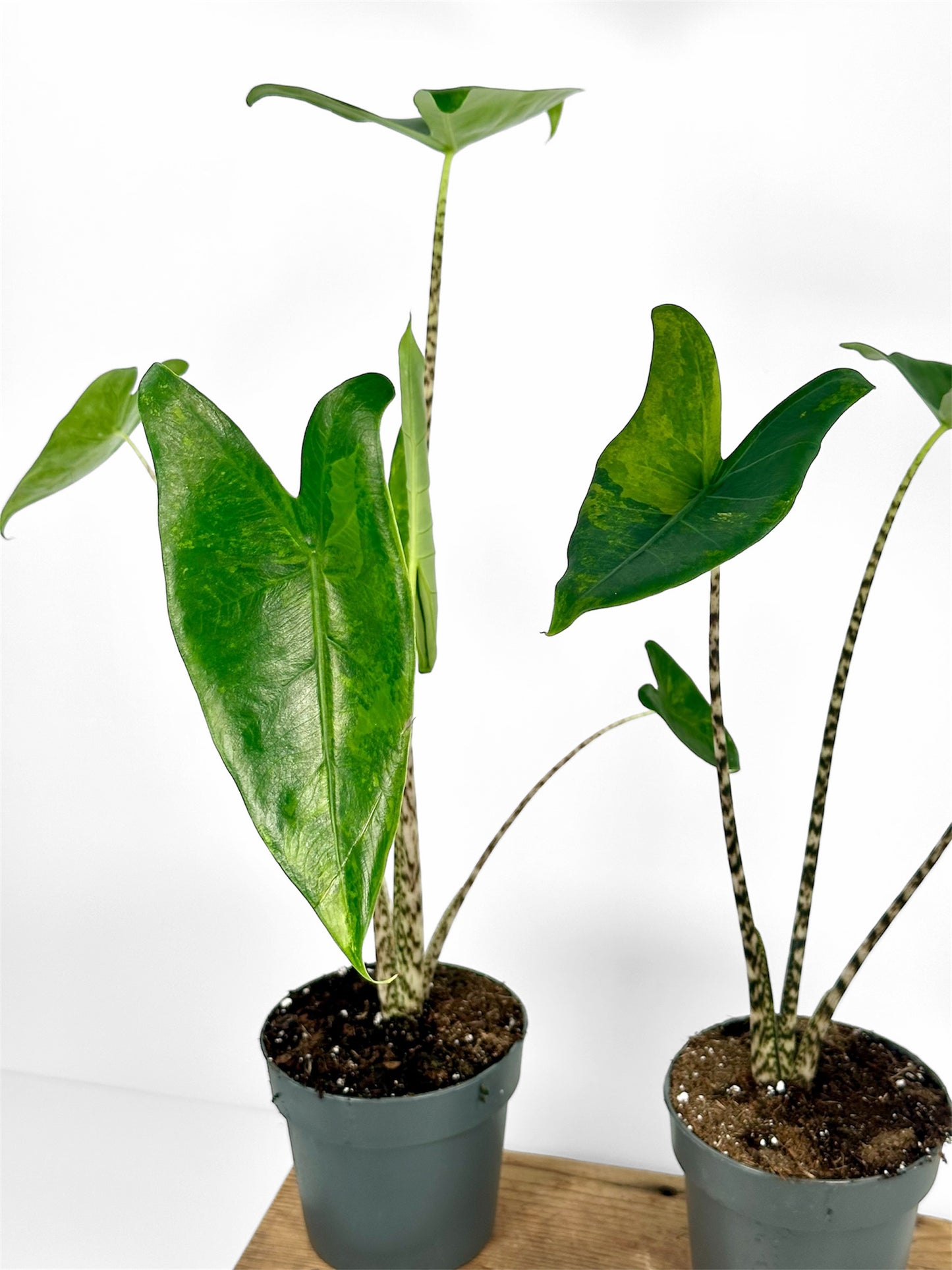 Alocasia Zebrina 'variegata'
