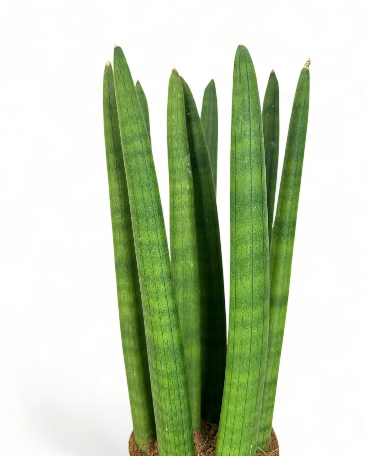 Sansevieria Cylindrica Straight