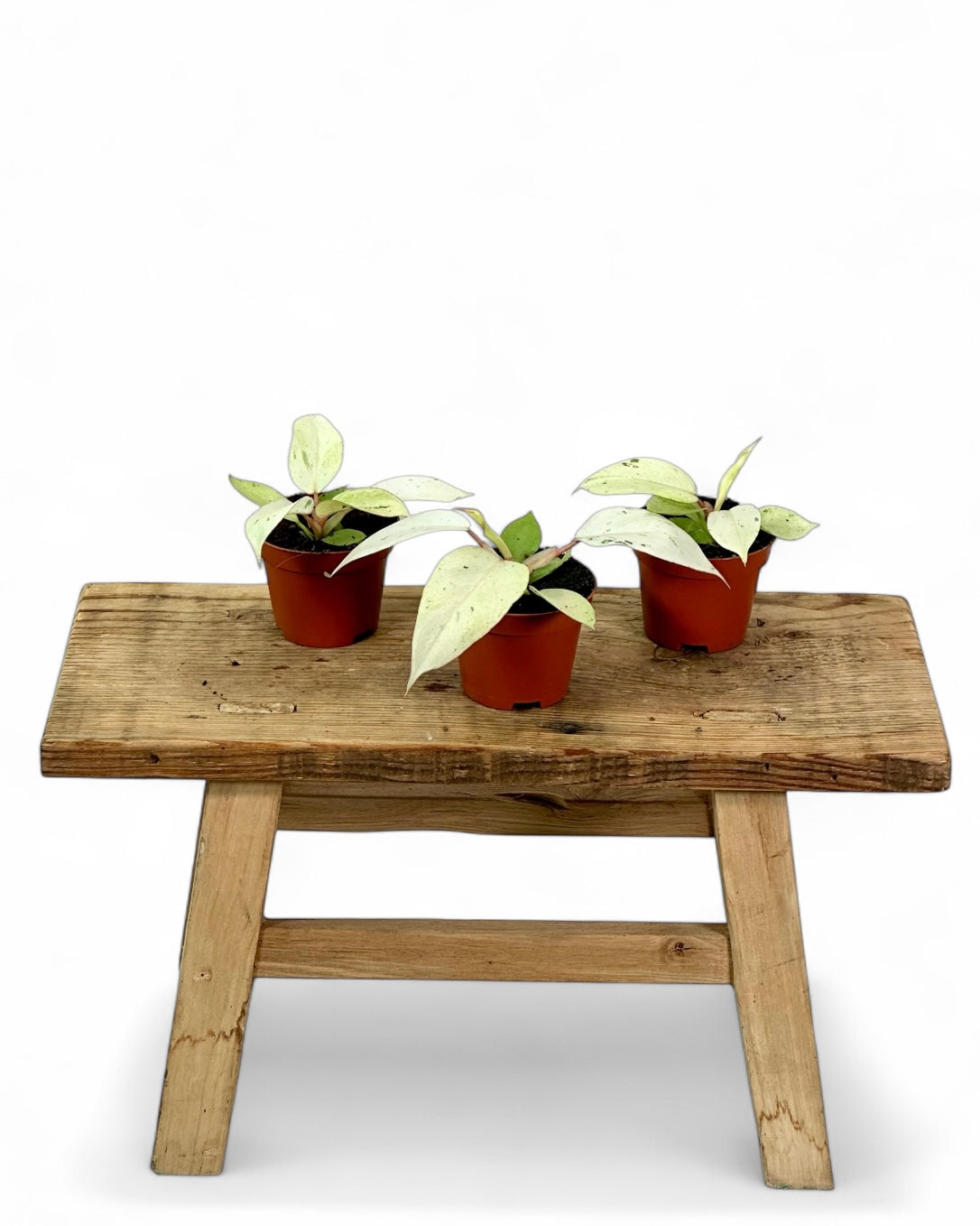 Philodendron Snowdrift - Baby plant