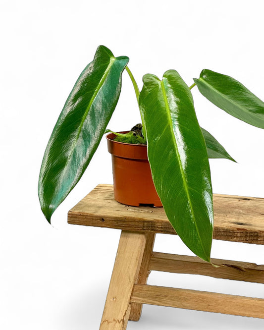 Philodendron Spiritus Sancti