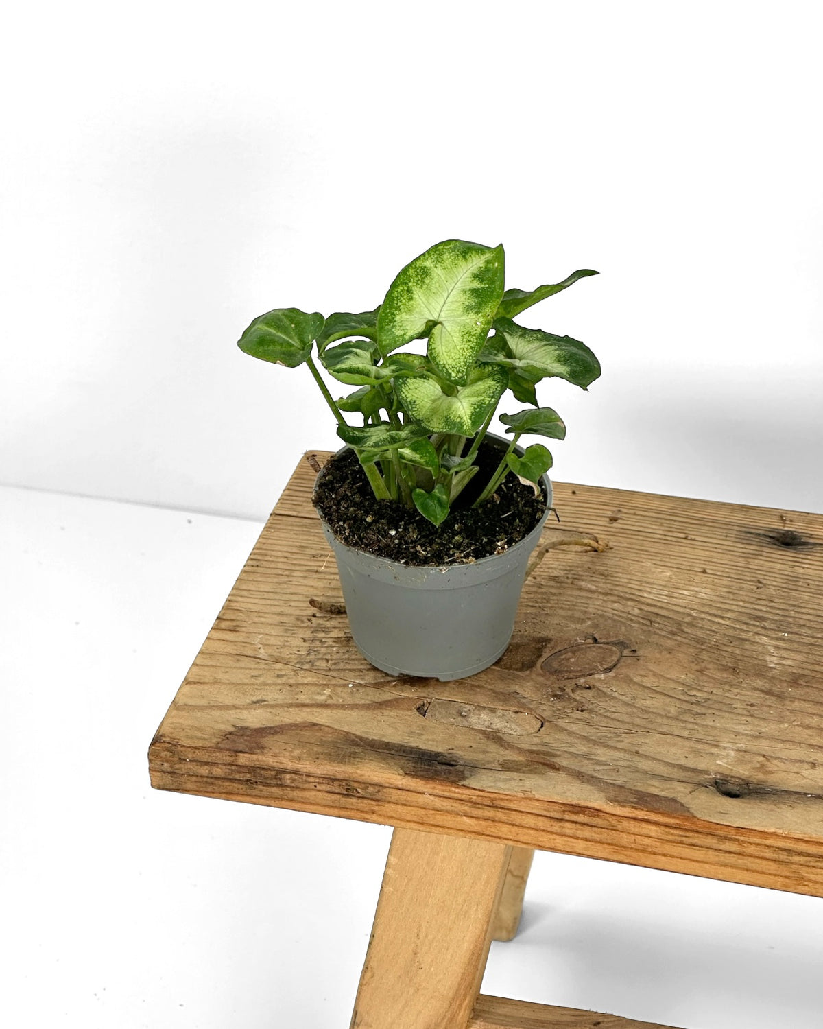 Syngonium Pixie - Baby plant