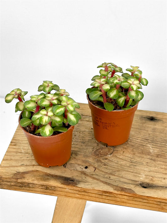 Portulacaria Variegata - Baby plant
