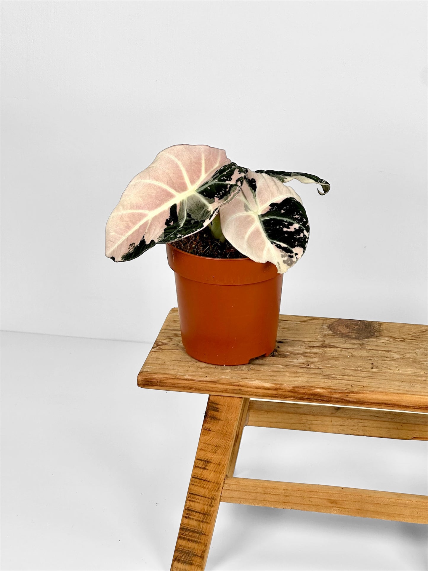 Alocasia Black Velvet Pink variegata