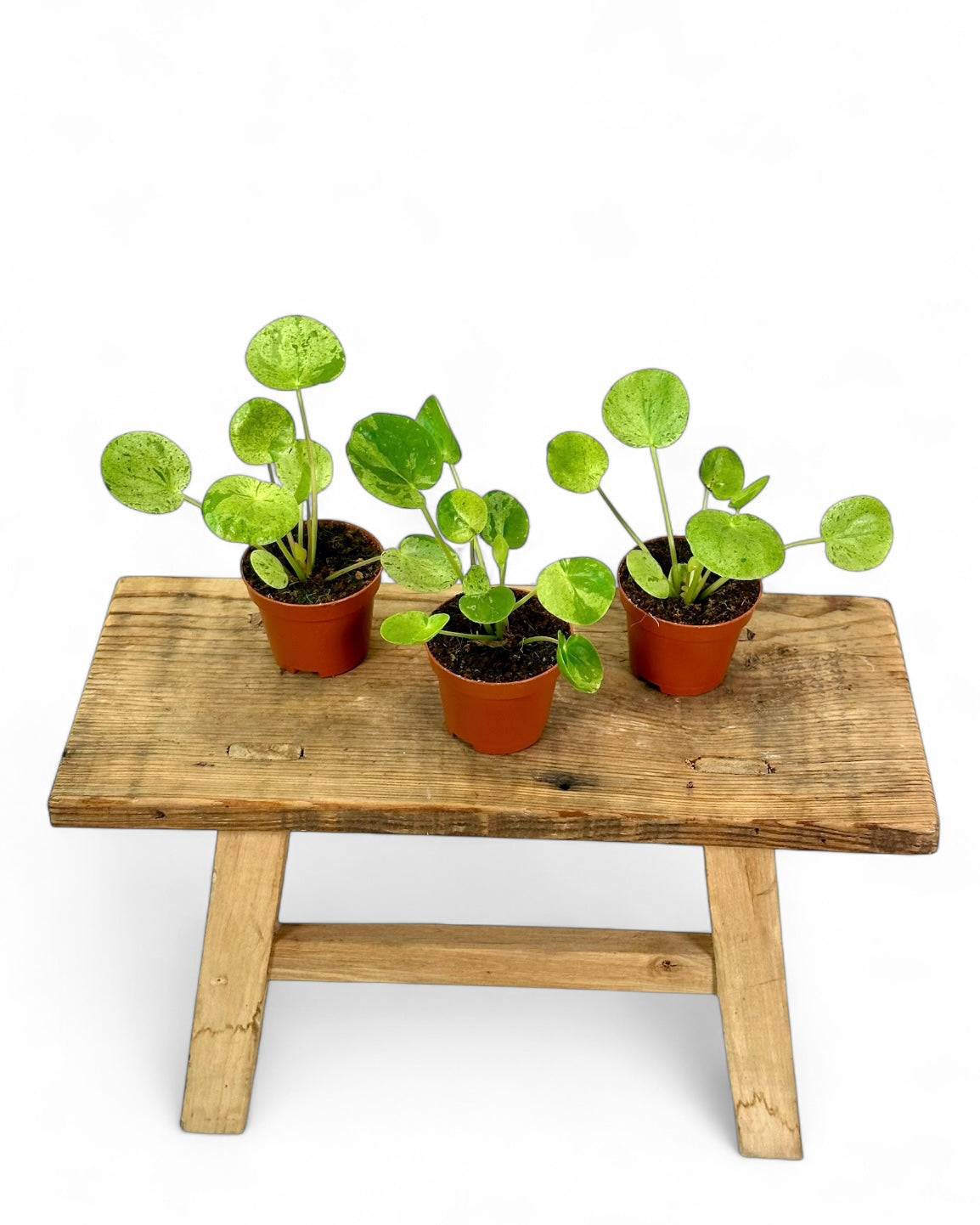 Pilea Mojito - Baby plant