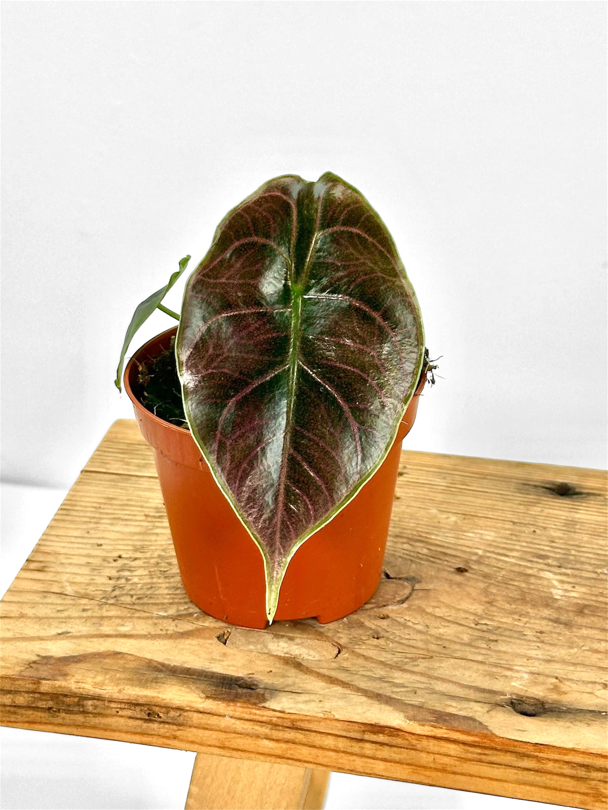 Alocasia Azlanii