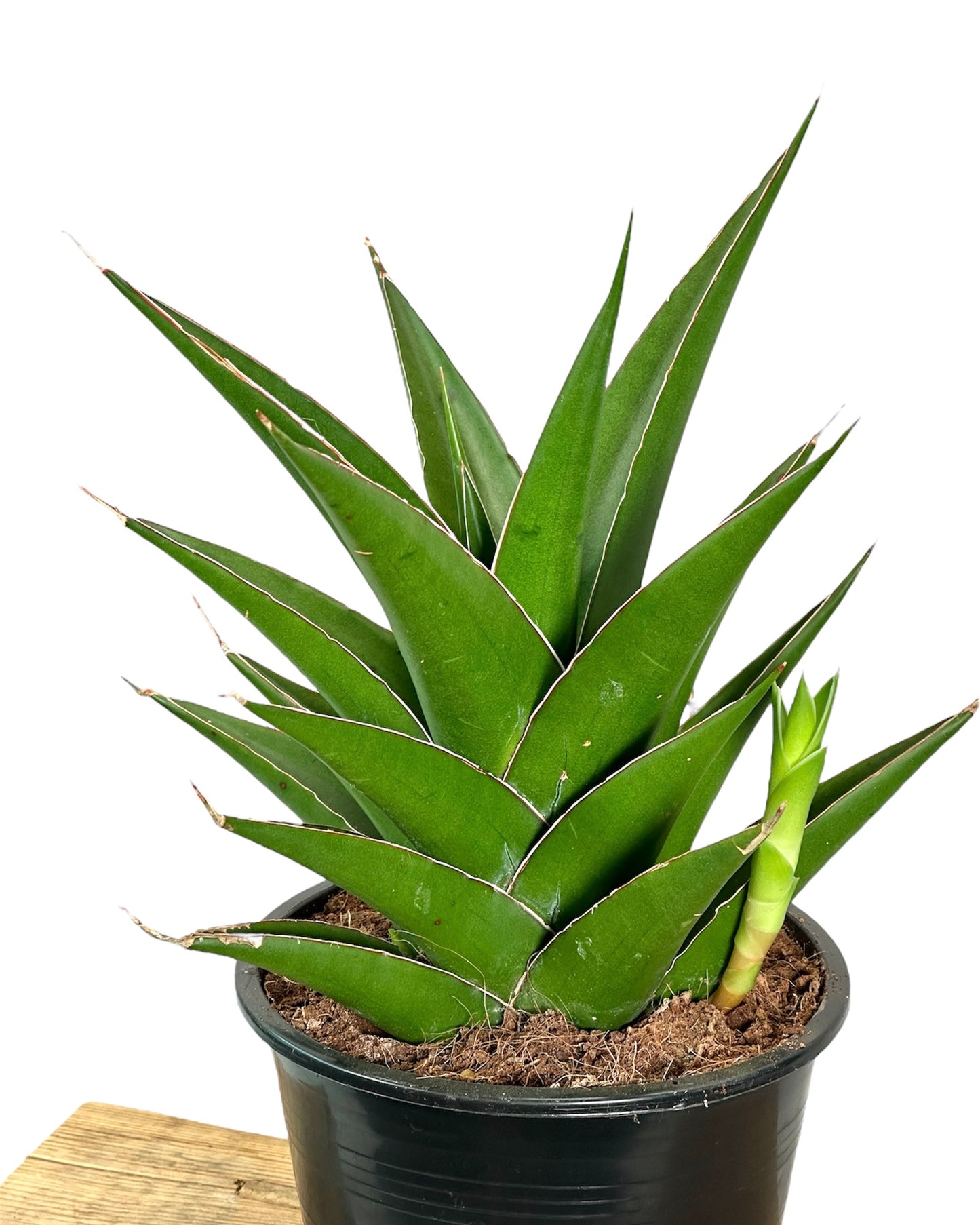 Sansevieria Samurai Compacta