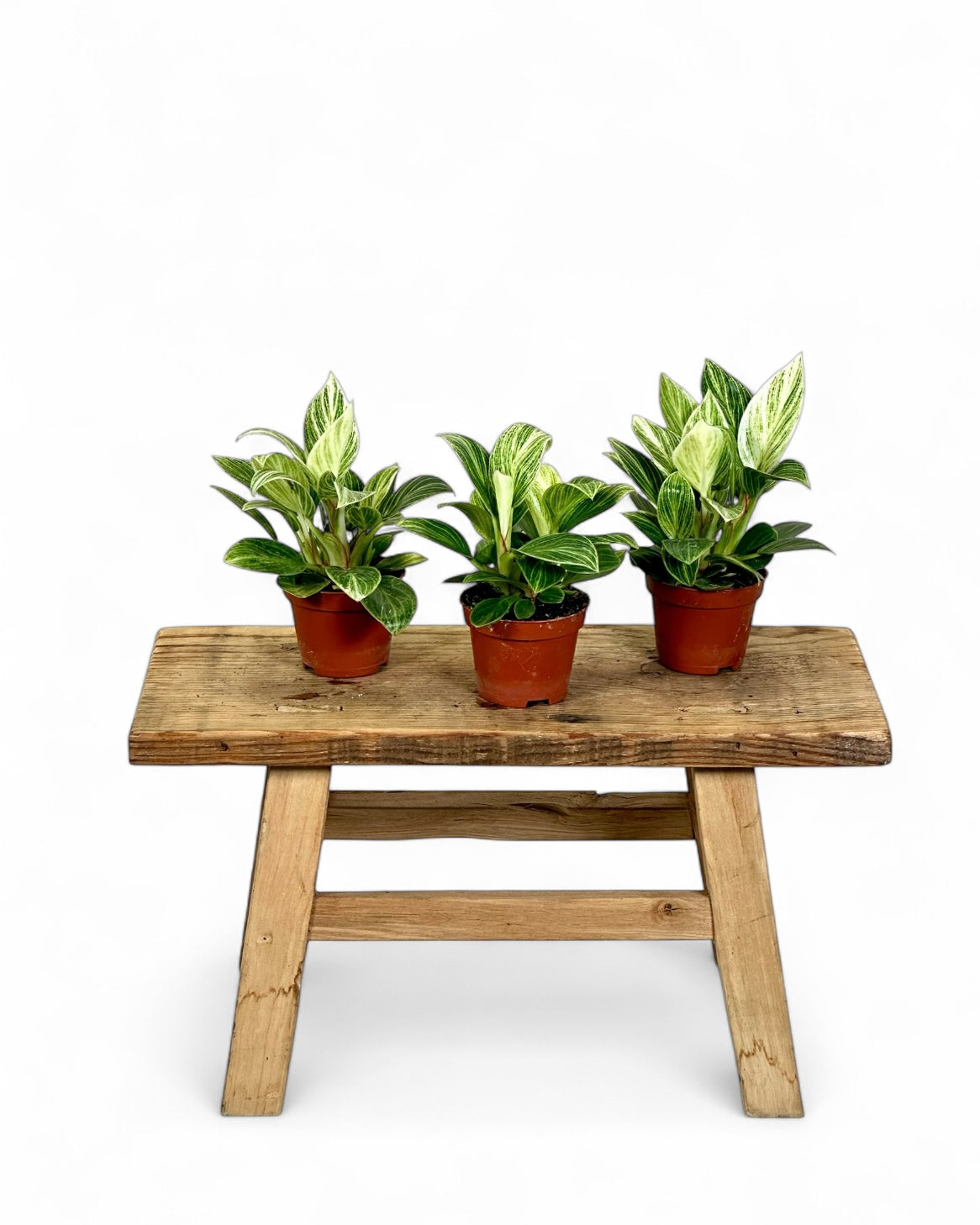 Philodendron Birkin "White Veins" - Baby plant