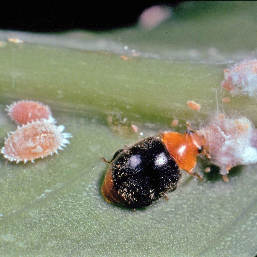 Cryptolaemus larves de coccinelle