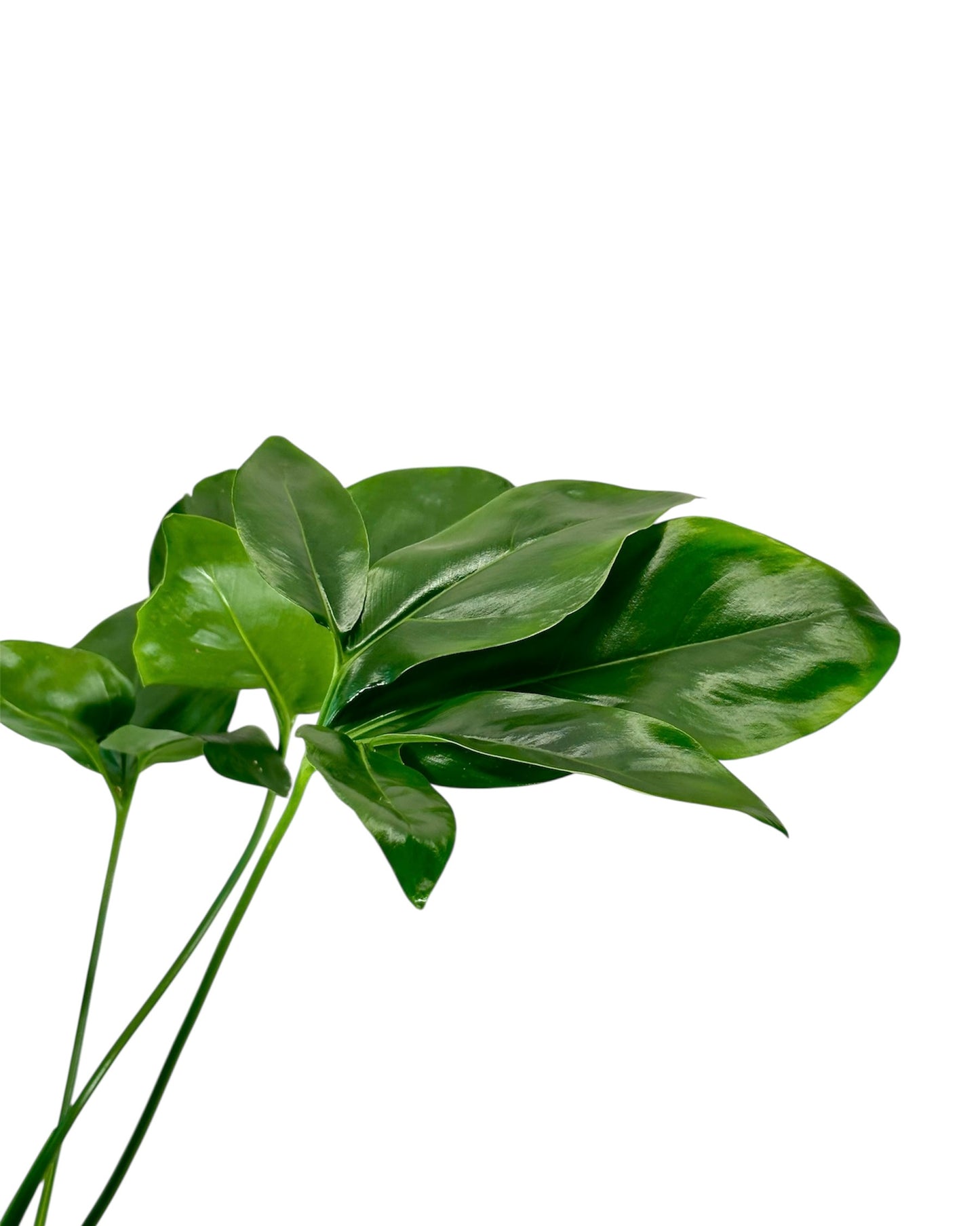 Philodendron Goeldi 'Fun Bun' - Hauteur 80 cm