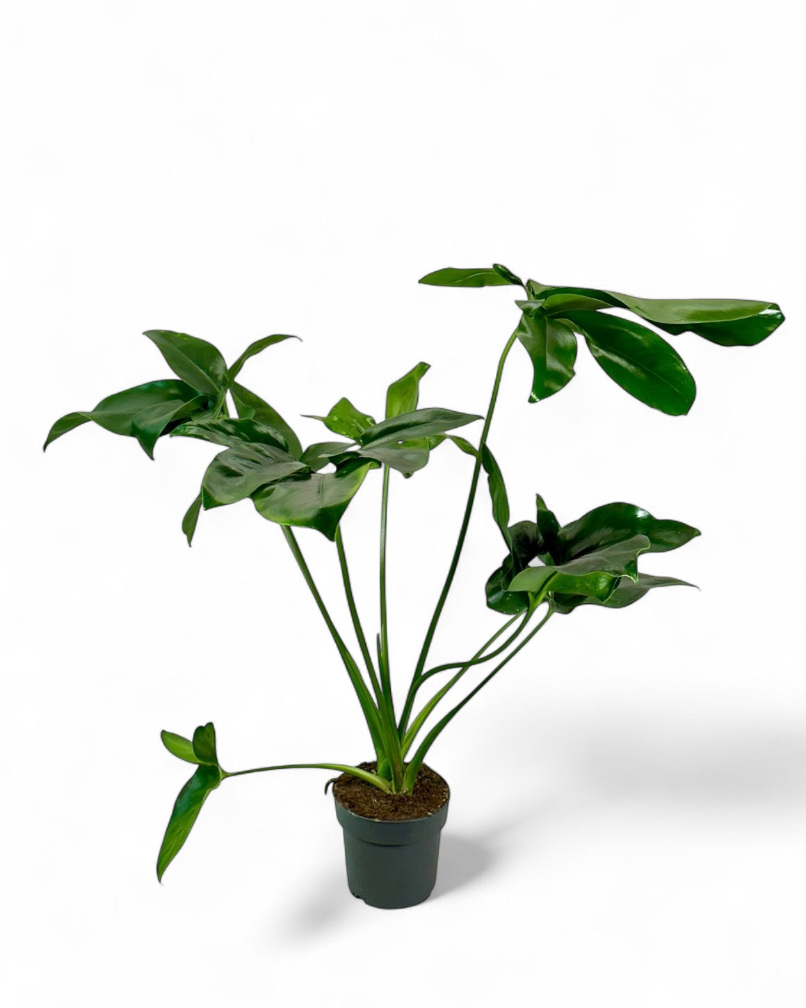 Philodendron Goeldi 'Fun Bun' - Hauteur 80 cm