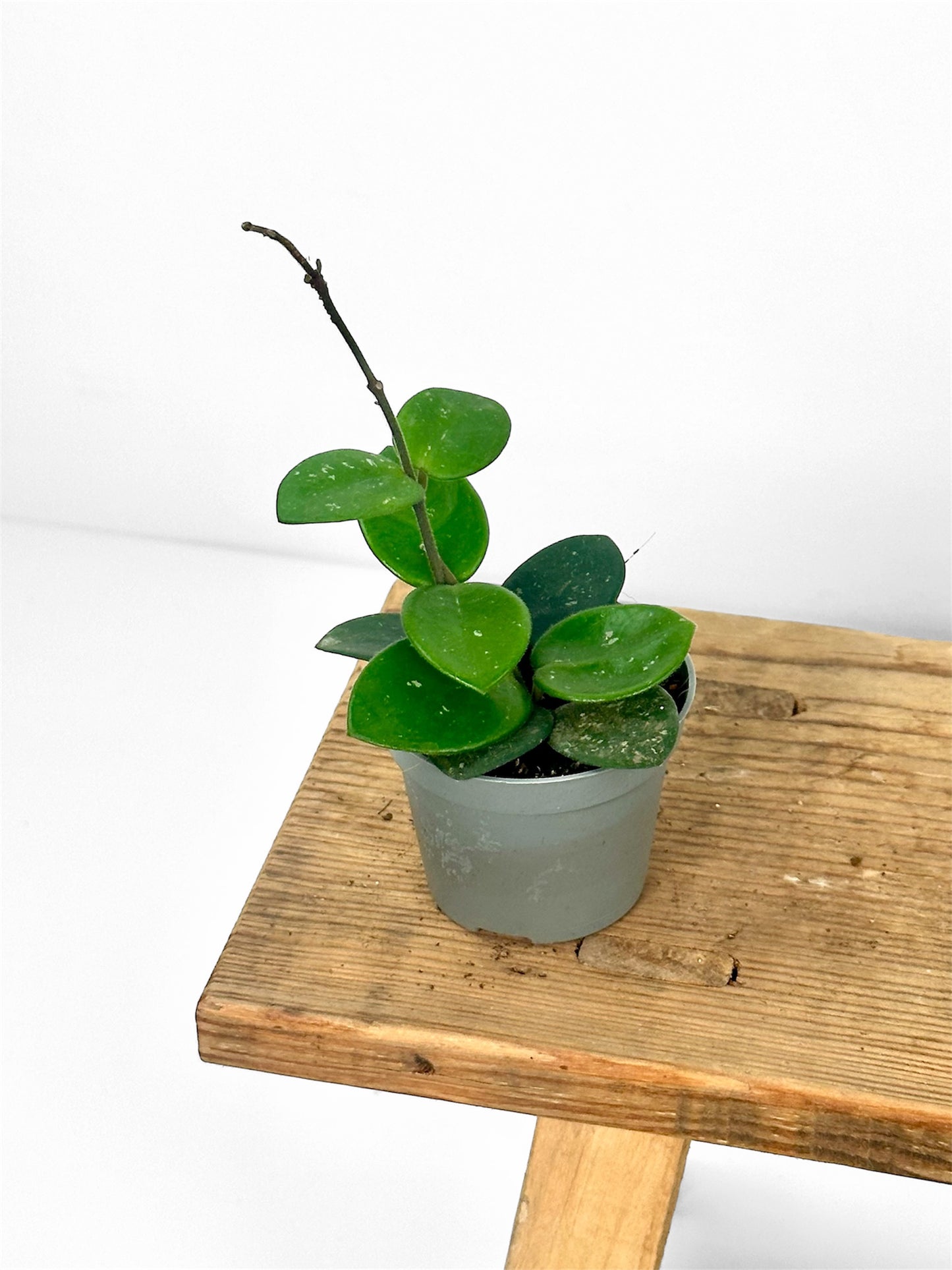 Hoya mathilde splash - Baby plant