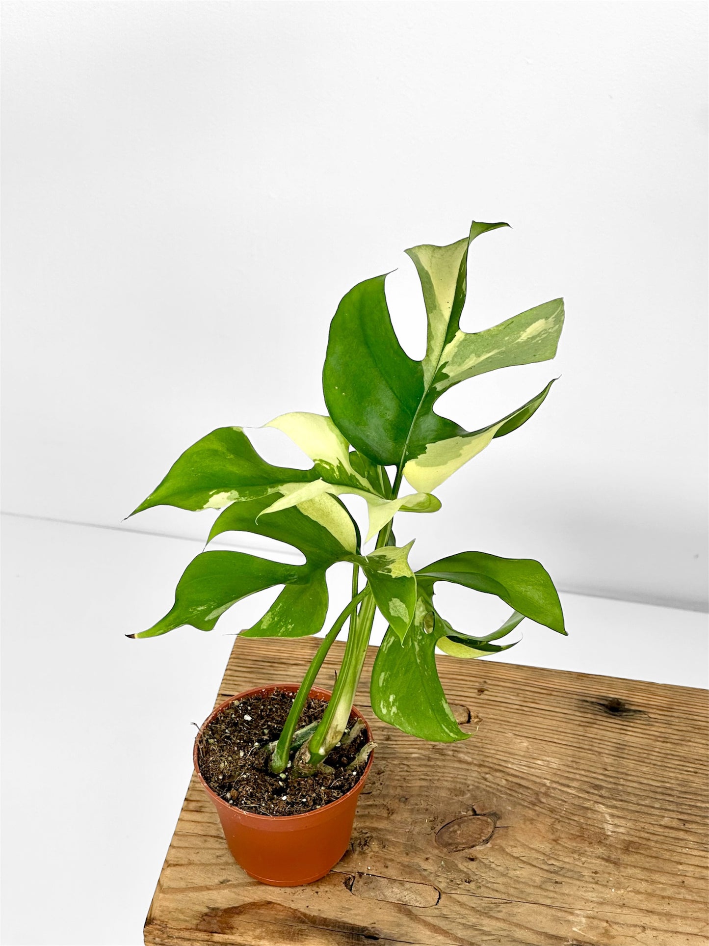 Rhaphidophora Tetrasperma variegata - Baby plant