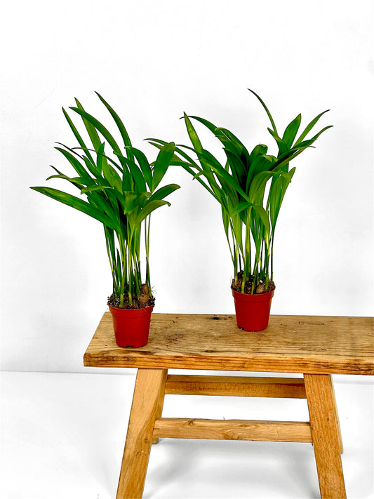 Areca lutescens mini