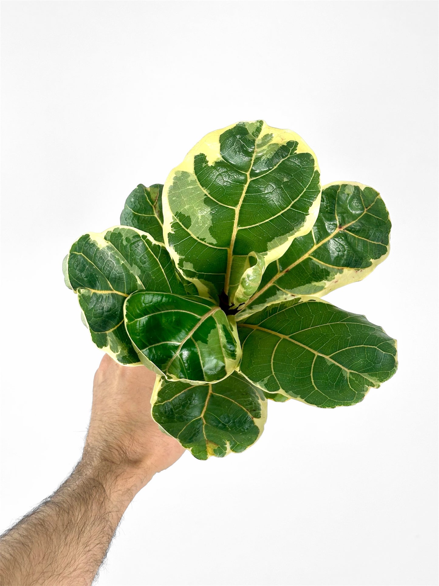 Ficus Lyrata Bambino Variegata
