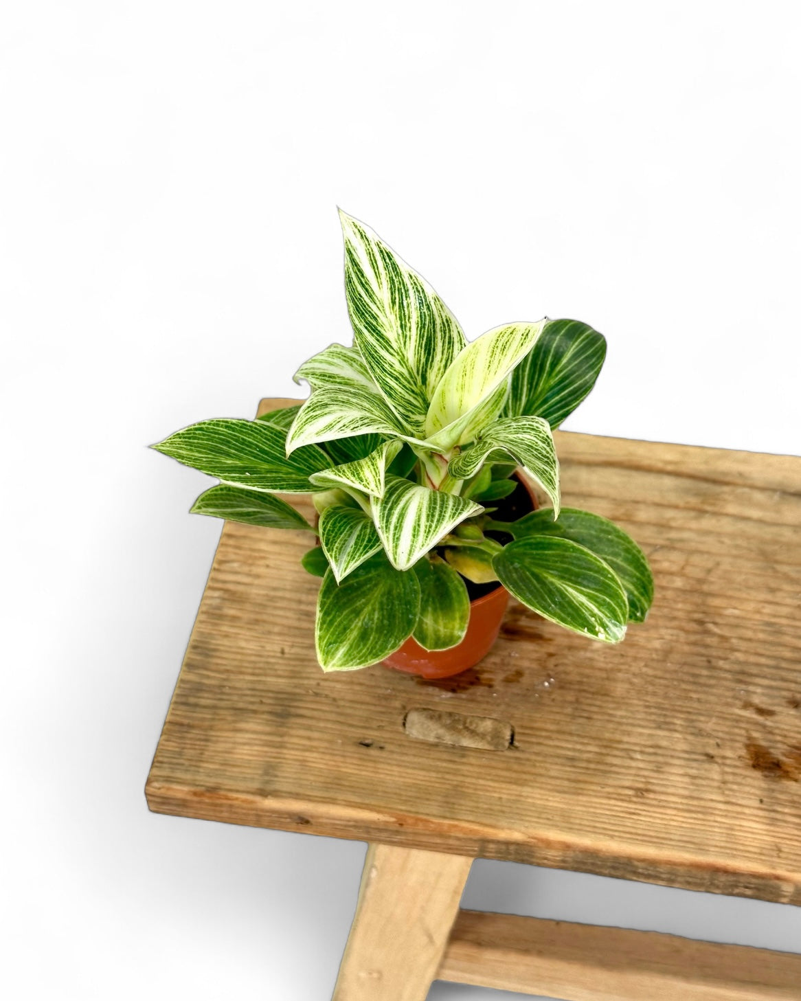 Philodendron Birkin "White Veins" - Baby plant
