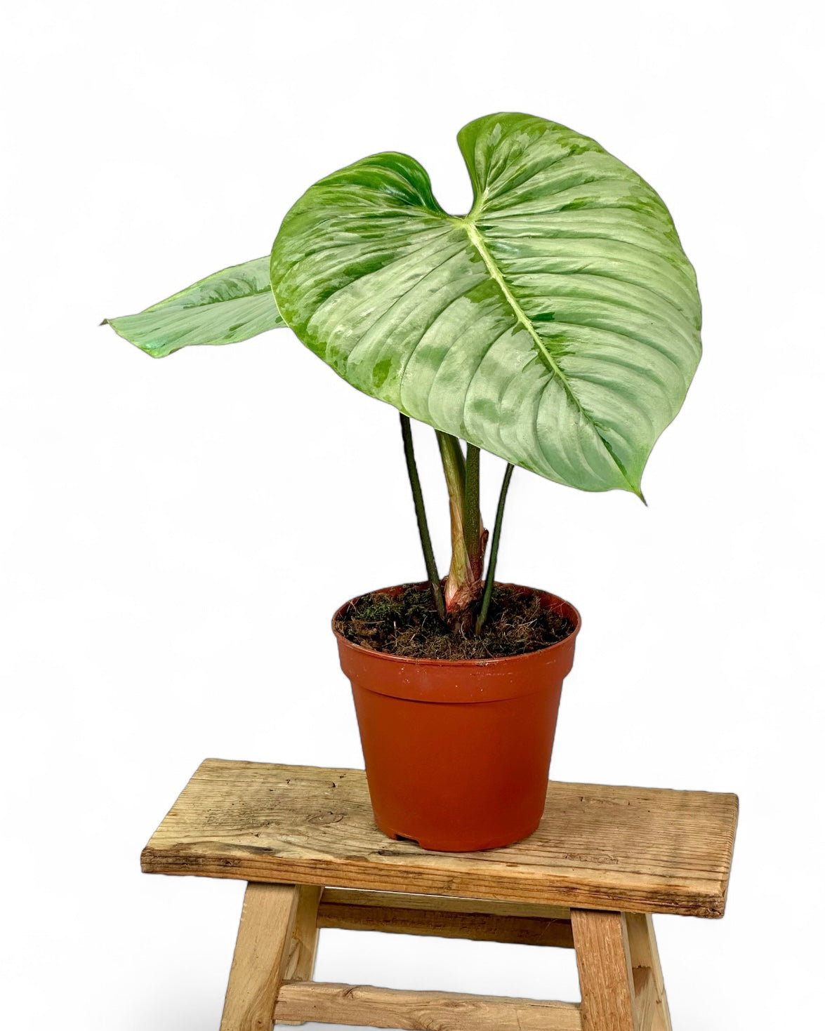Philodendron Sodiroi