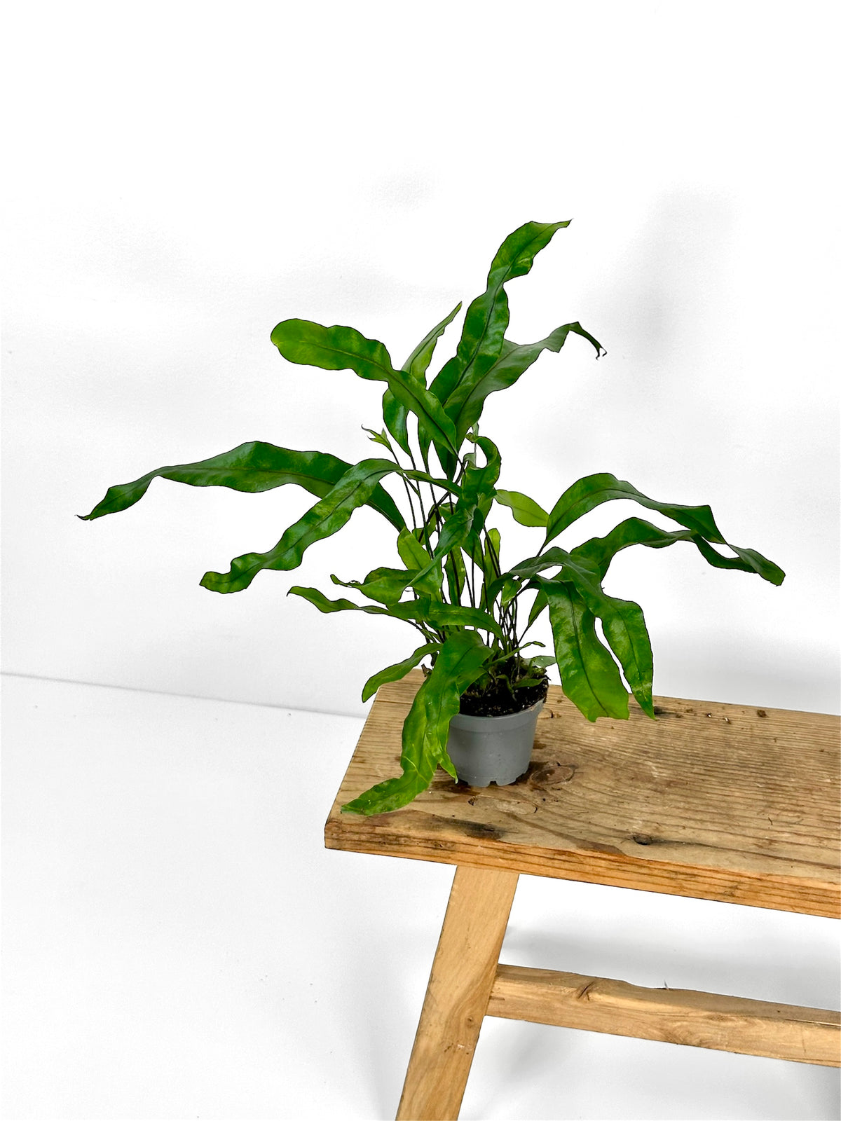Microsorum Pteropus - Baby plant