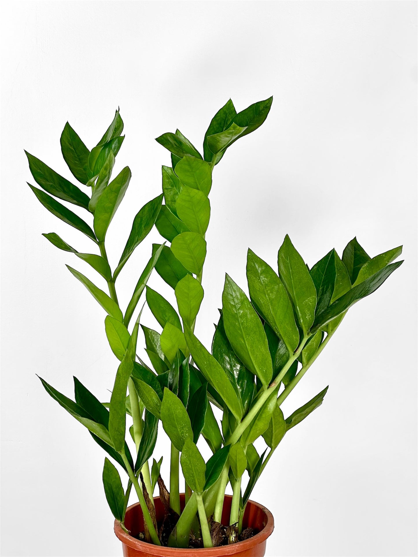 Zamioculcas Zamiifolia