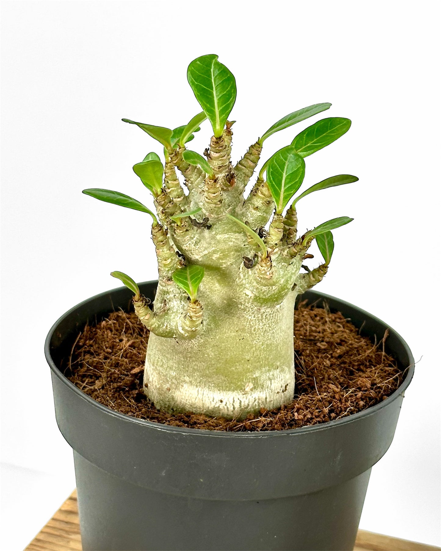 Adenium Obesum Baobab - Rose du désert