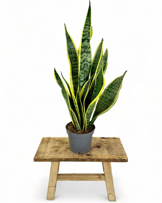 Sansevieria Trifasciata