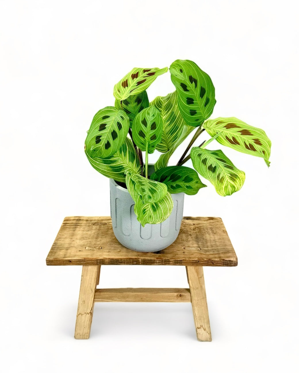 Maranta Light Veins