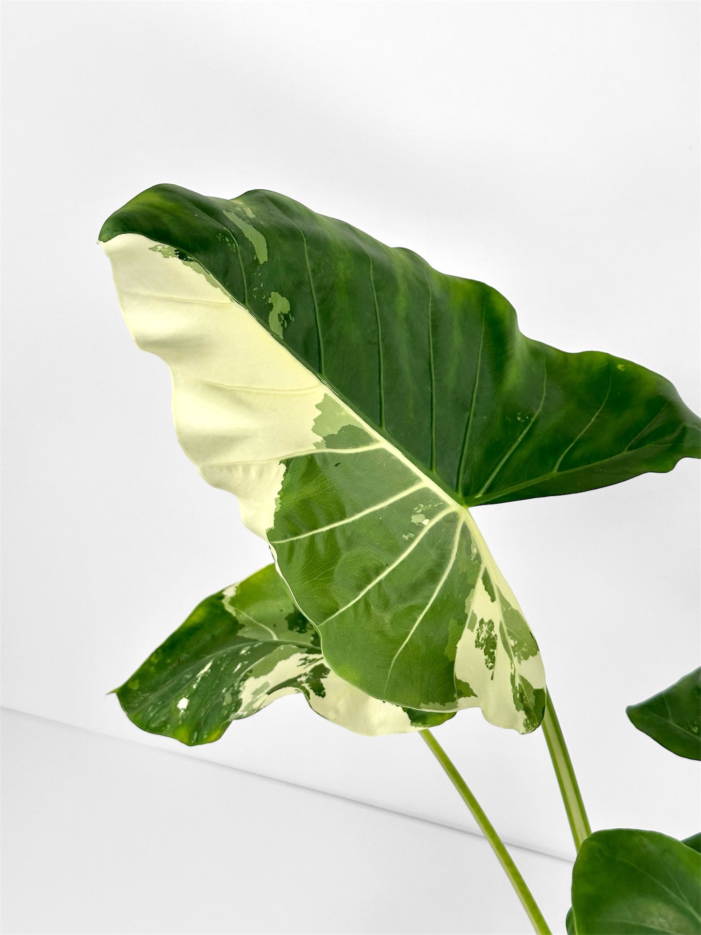 Alocasia Macrorrhiza Variegata