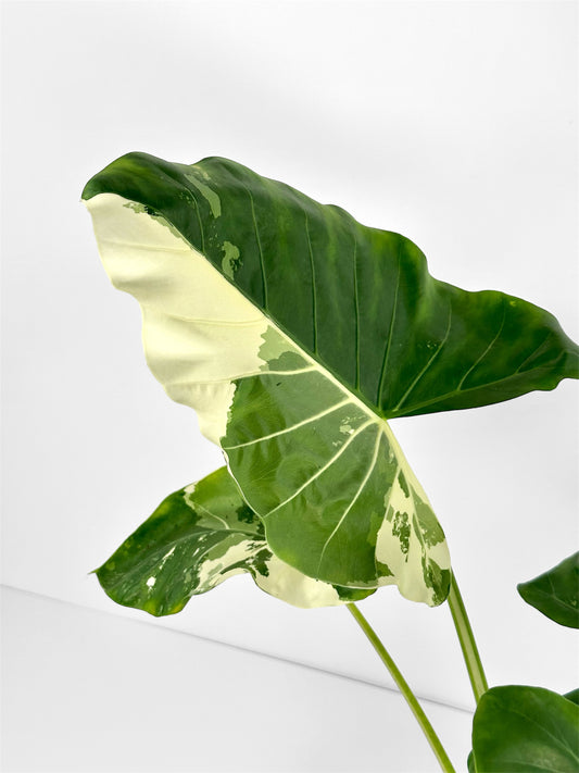 Alocasia Macrorrhiza Variegata