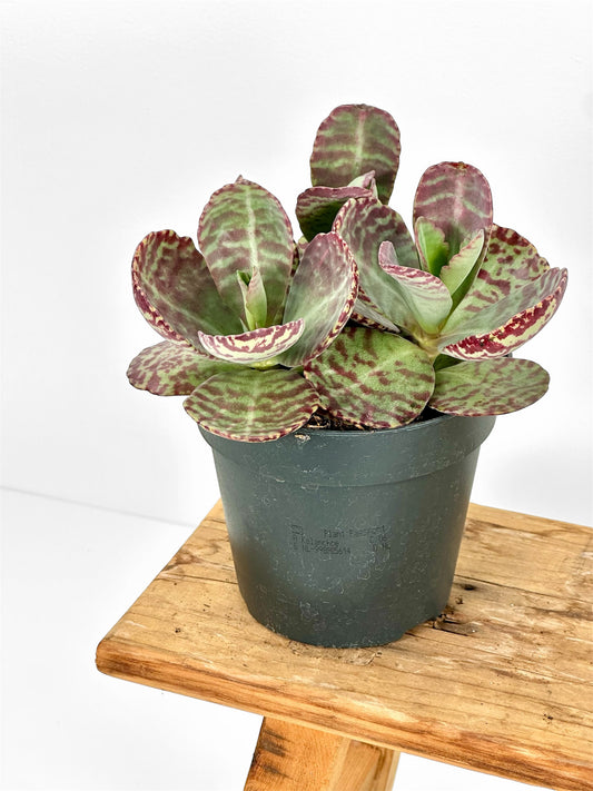 Kalanchoe Humilis Surprising Desert
