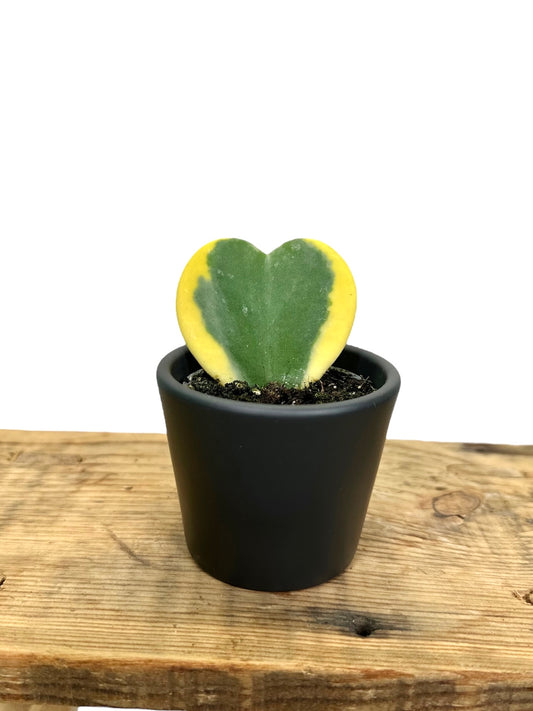 Hoya Kerrii variegata - Baby plant