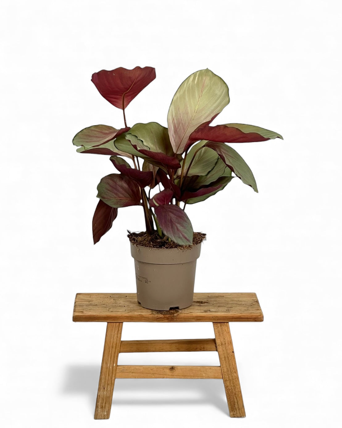 Calathea Silver Plated