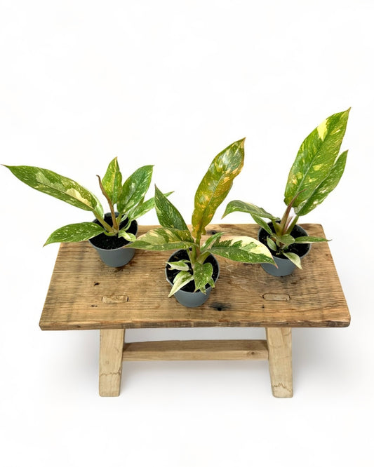 Philodendron Ring Of Fire - Baby plant