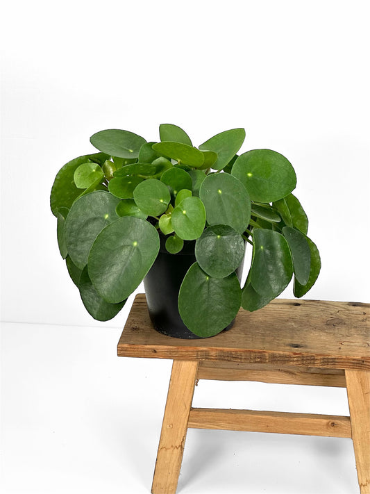 Pilea Peperomioides XL