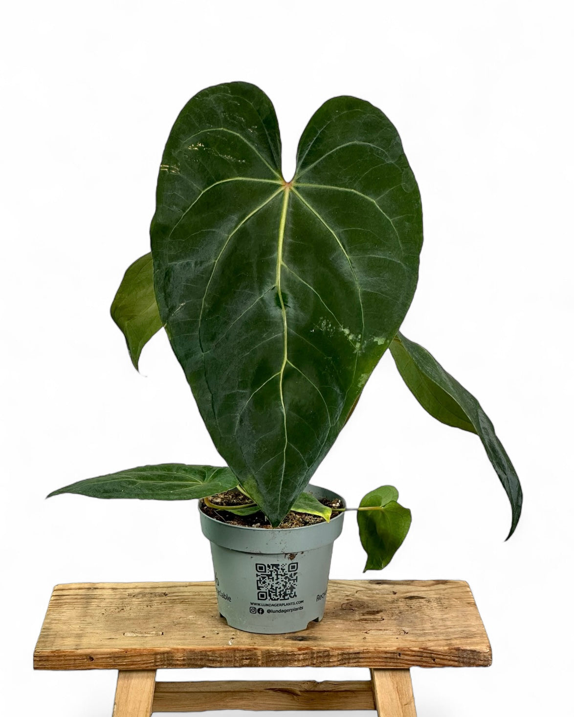 Anthurium Dark Phoenix
