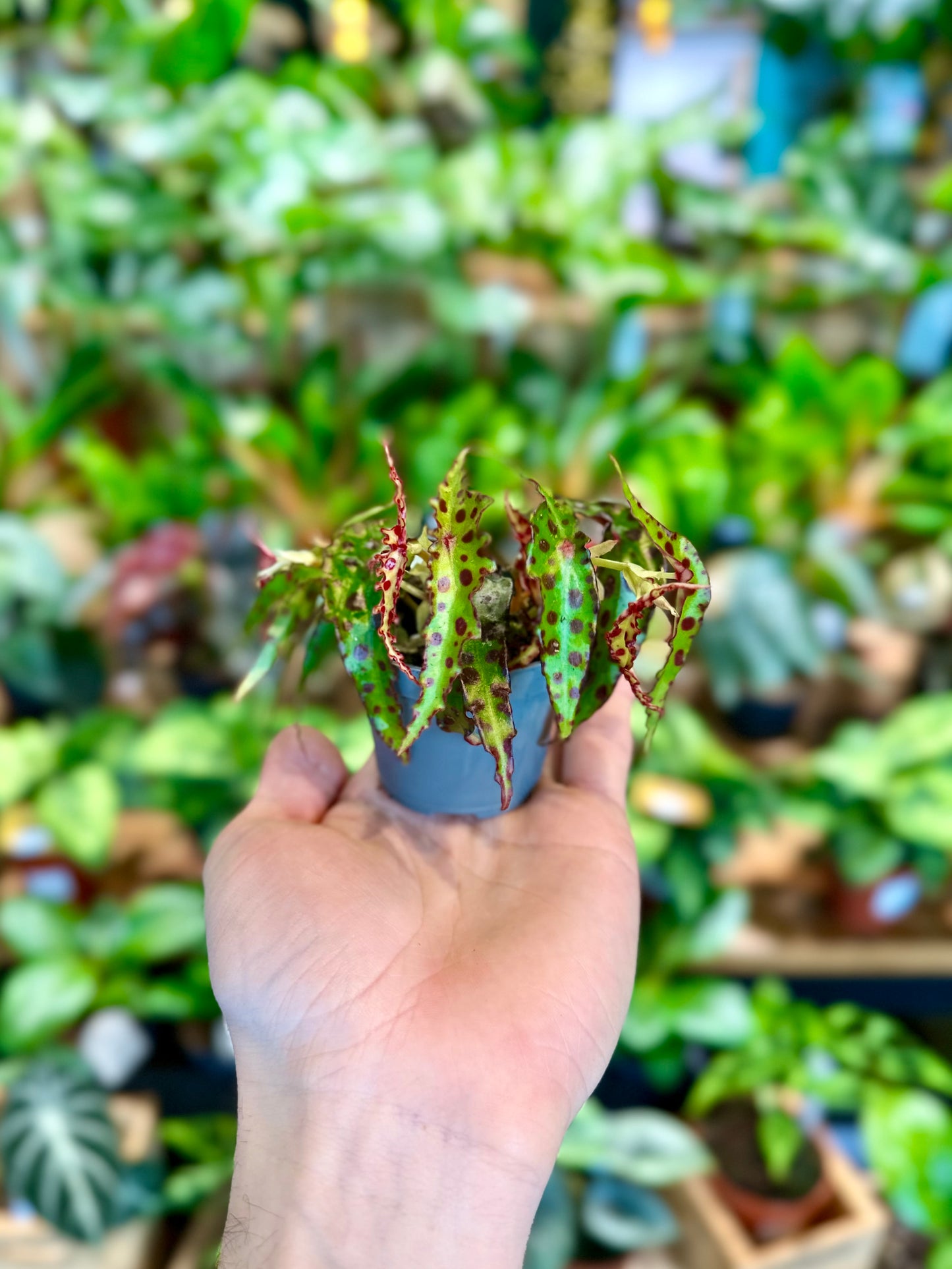 Bégonia Amphioxus - Baby plant