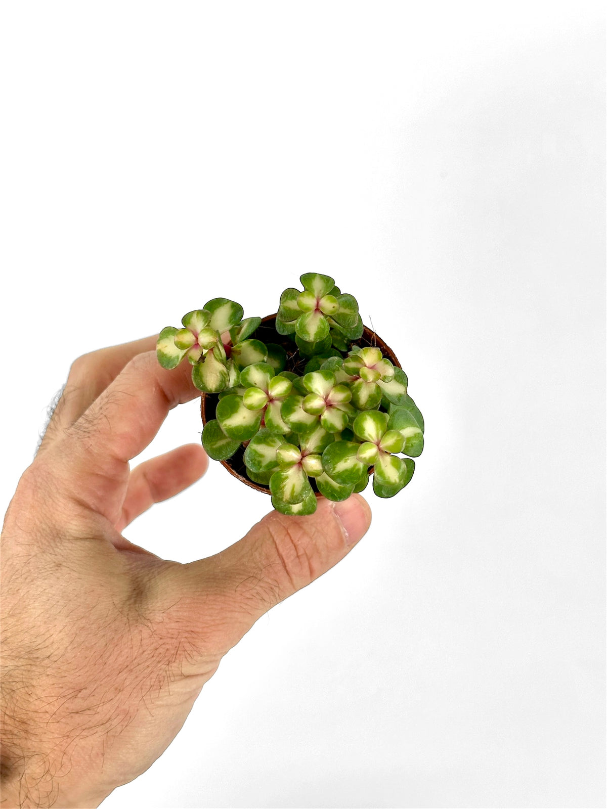 Portulacaria Variegata - Baby plant