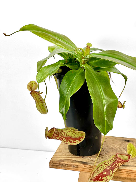 Nepenthes 'Gaya' - Plante carnivore