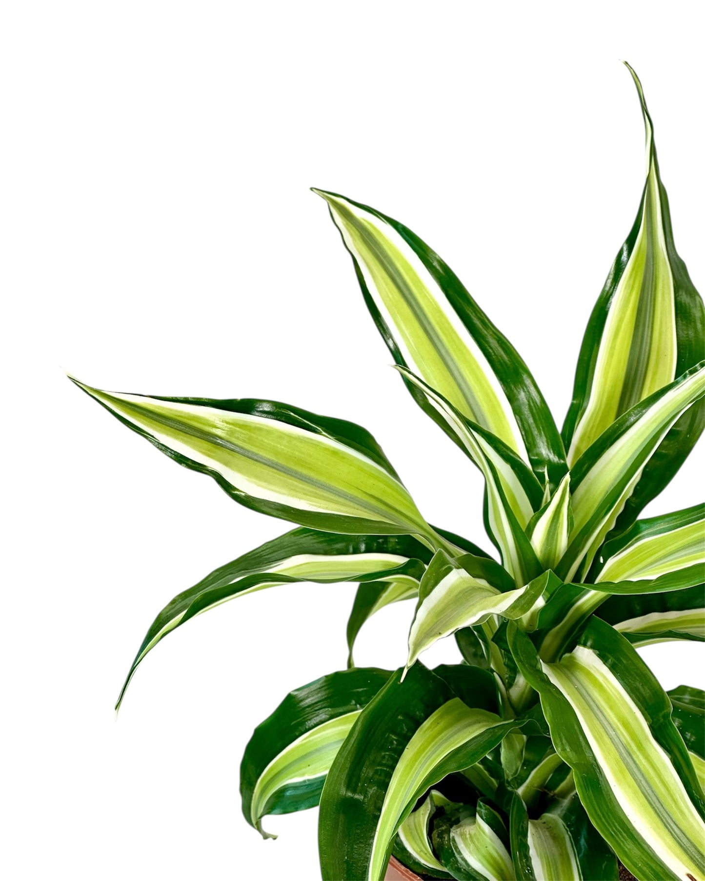 Dracaena Malaika