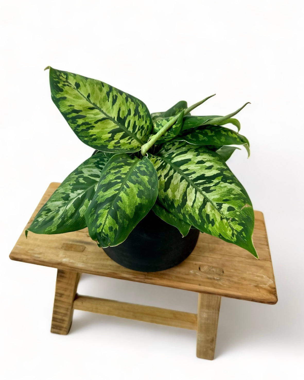 Homalomena Camouflage
