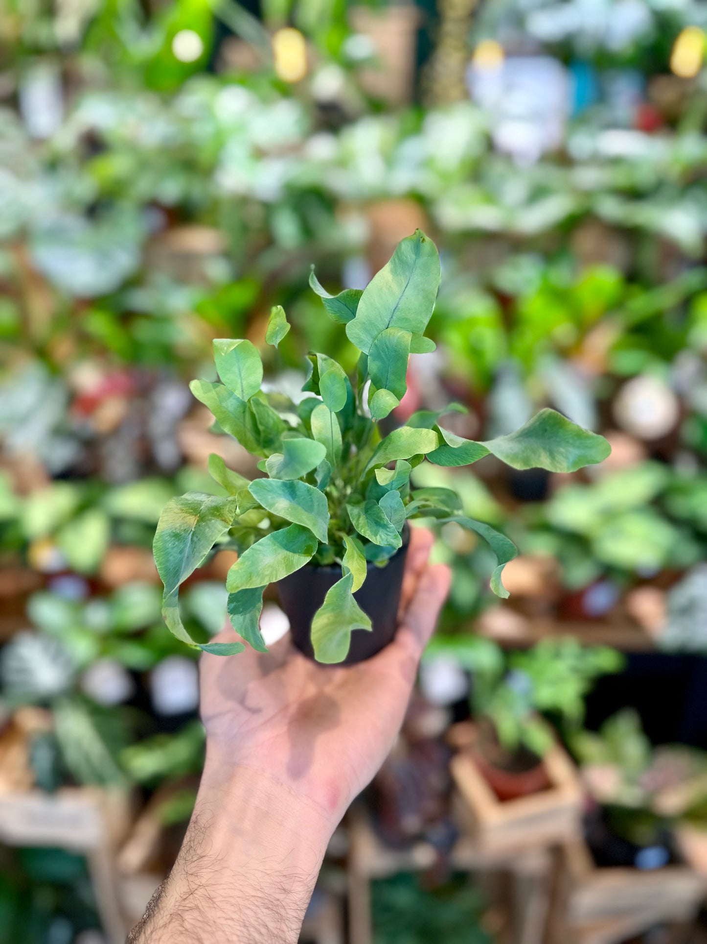 Phlebodium Aureum Blue Star - Baby plant