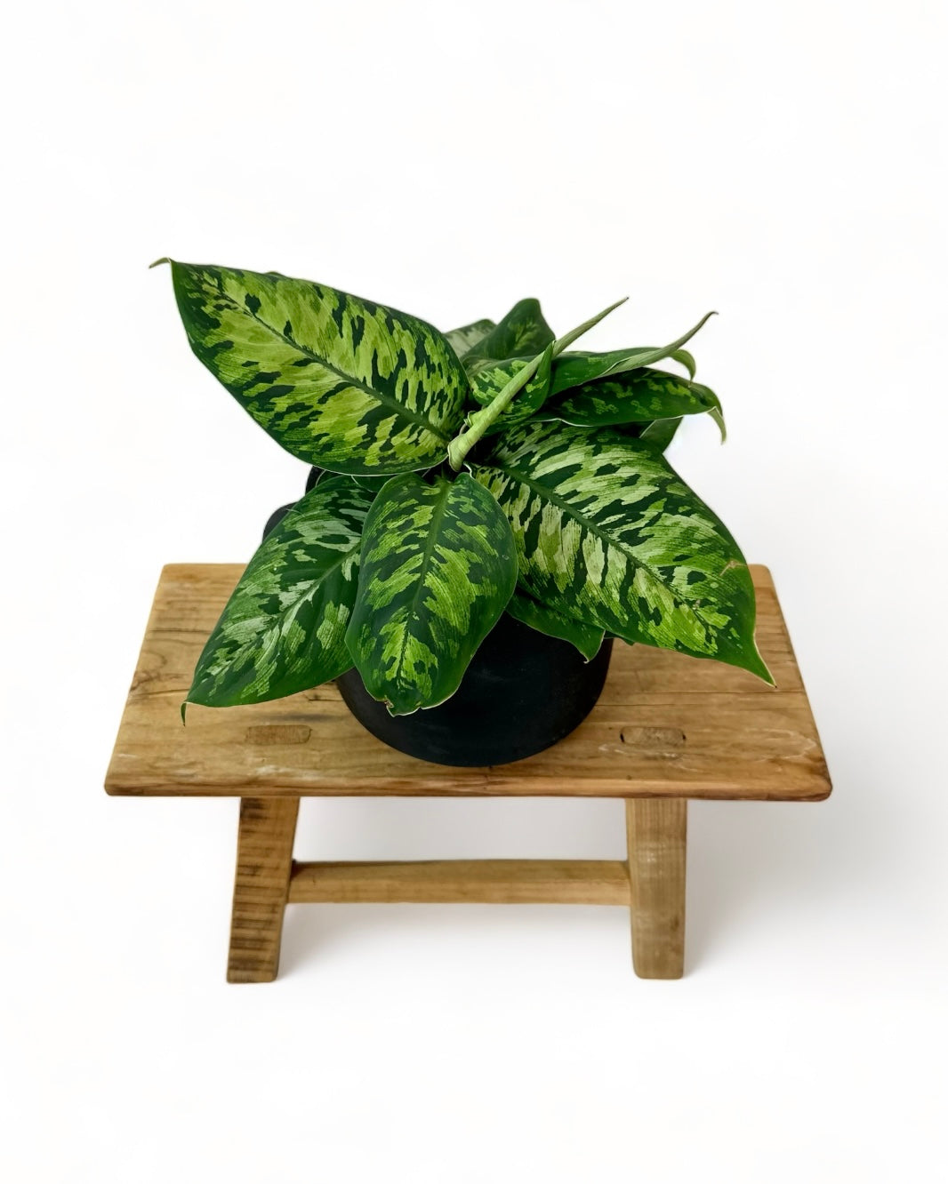 Homalomena Camouflage