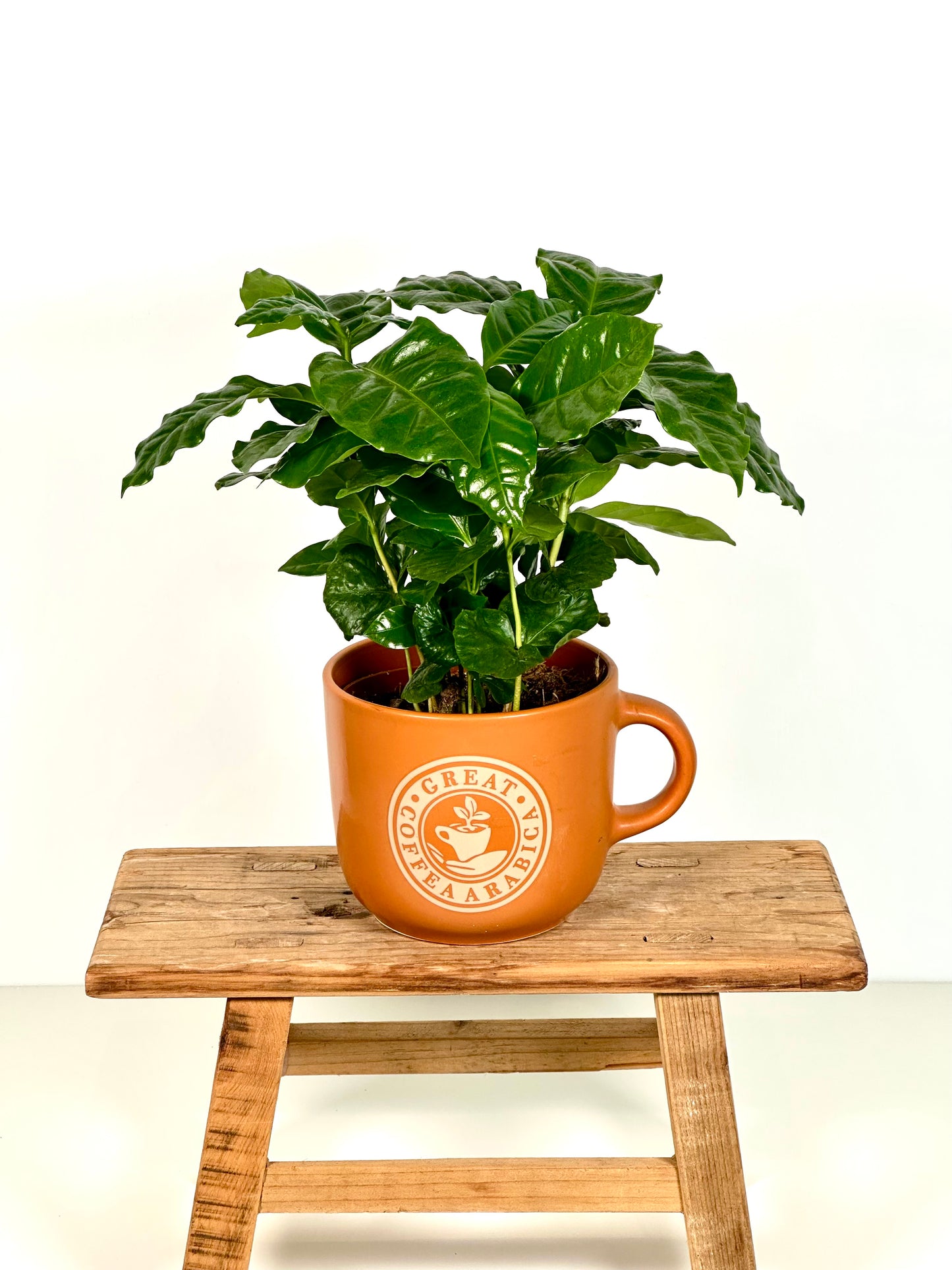 Coffea Arabica - Caféier avec pot tasse à café