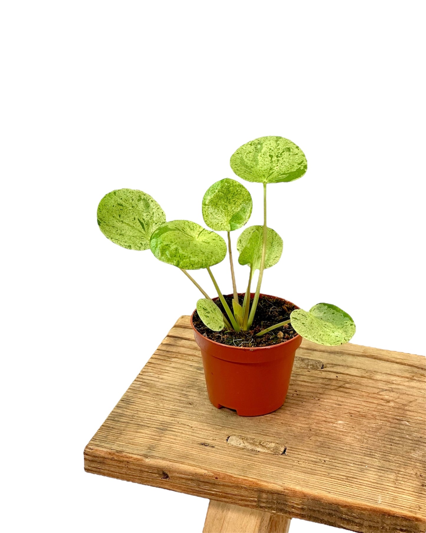 Pilea Mojito - Baby plant