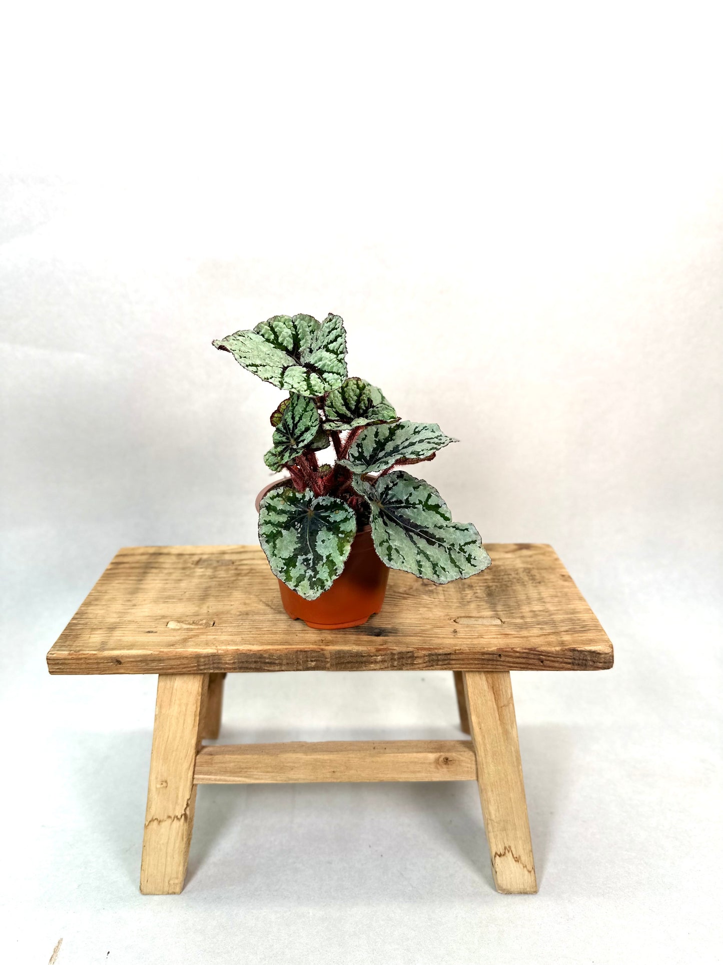 Begonia Rex Fedor