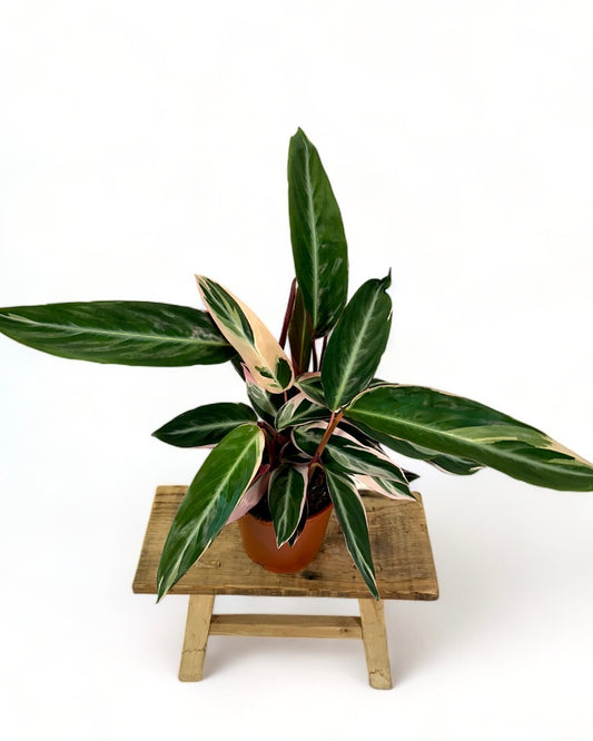 Calathea Triostar