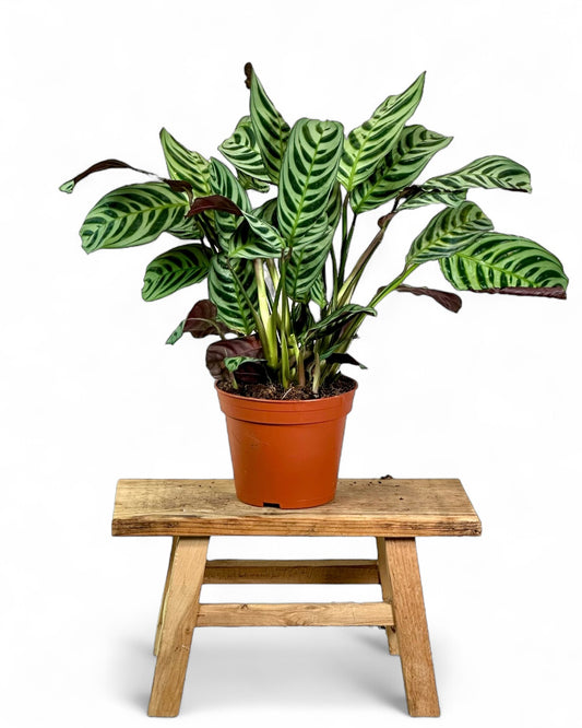 Calathea Compactstar