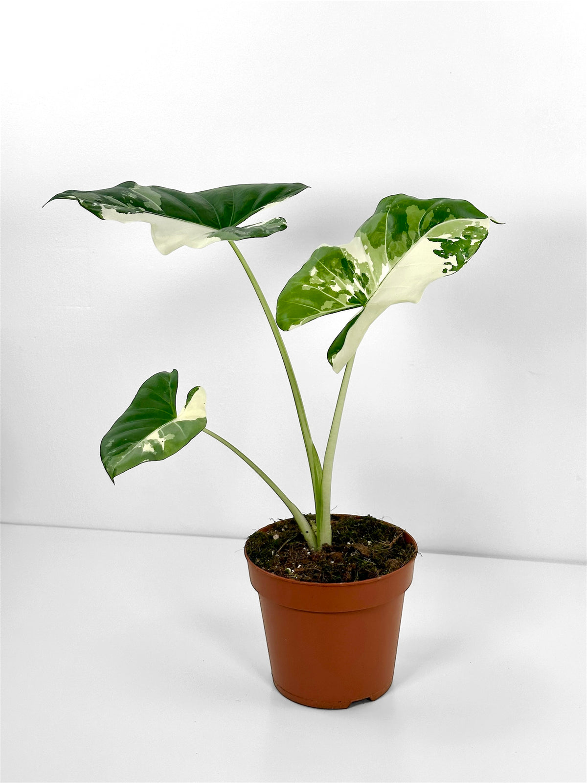 Alocasia Macrorrhiza Variegata