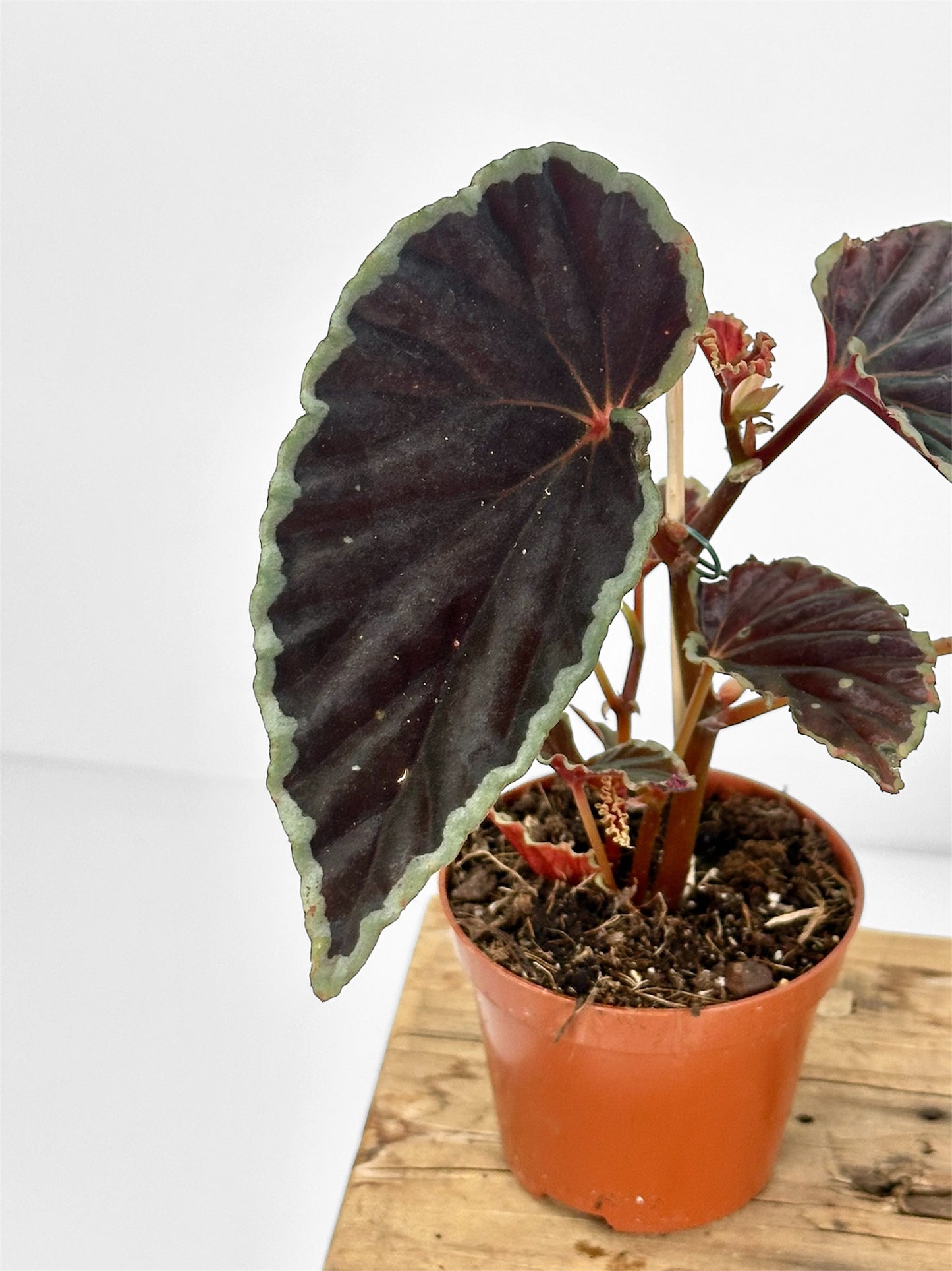 Begonia Darthvaderiana Green Spot