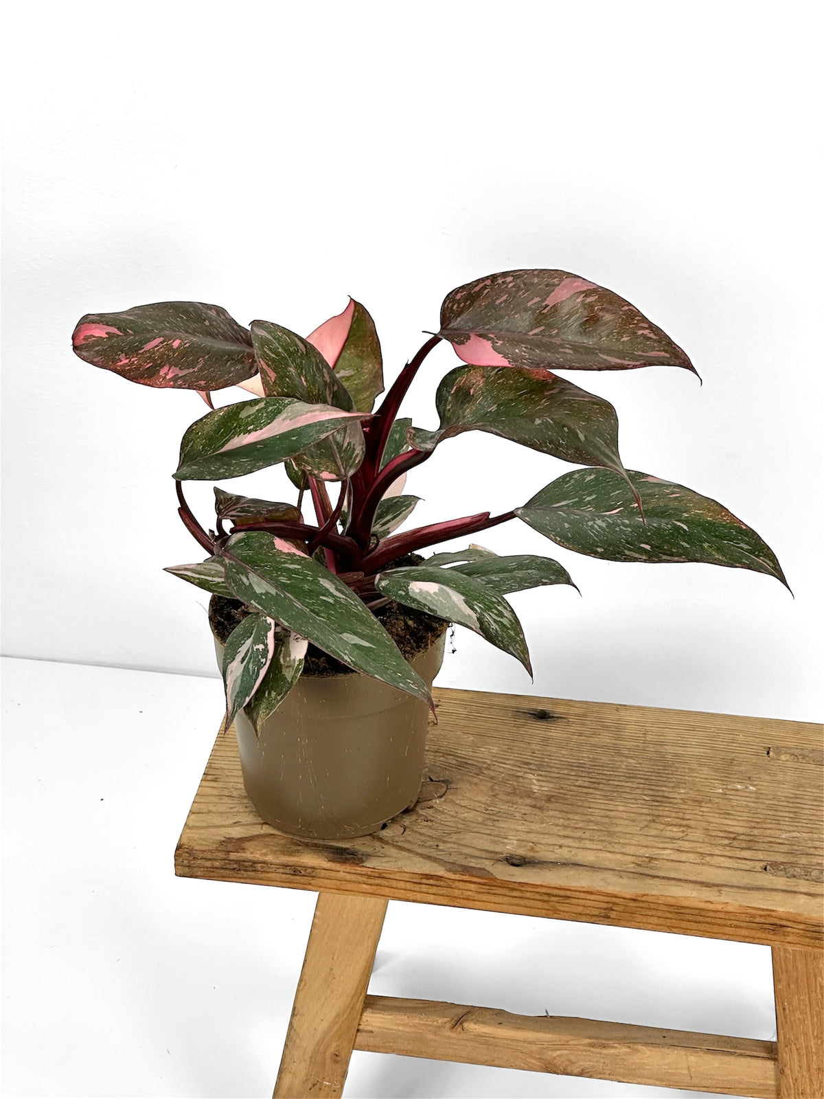 Philodendron Pink Princess Marble