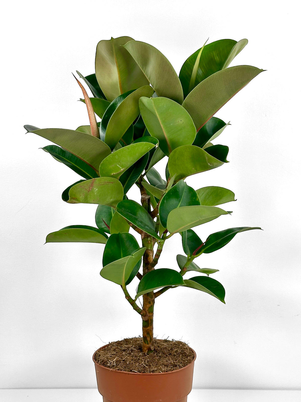 Ficus Elastica Cloe