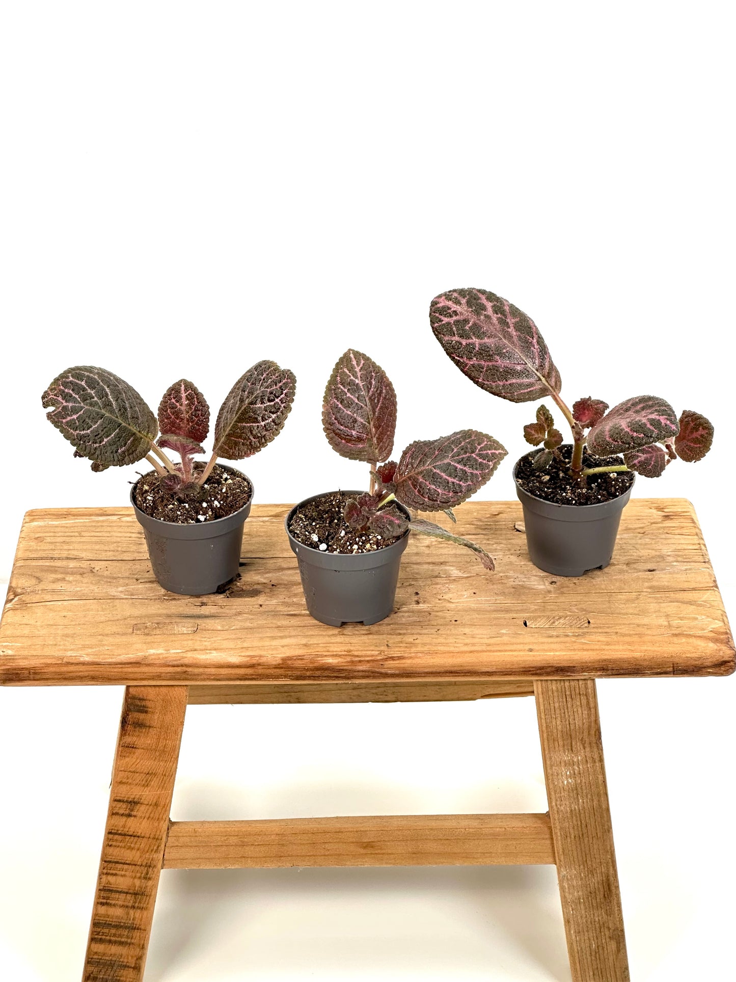 Episcia Black Star - Baby plant